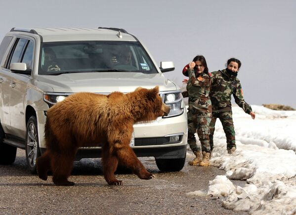 زنان نظامی کرد و روزنامه نگاران در حال آزاد کردن خرس وحشی. - اسپوتنیک افغانستان  