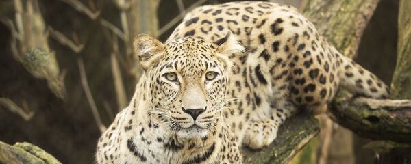 لحظه غم انگیز شکار پلنگ توسط تمساح لحظه غم انگیز شکار پلنگ توسط تمساح - اسپوتنیک افغانستان