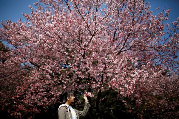 درخت پر از شکوفه – توکیو، چاپان - اسپوتنیک افغانستان  