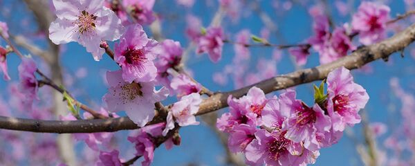 مشاعره ای «گل سنگ» به استقبال از نوروز در غزنی مشاعره ای «گل سنگ» به استقبال از نوروز در غزنی - اسپوتنیک افغانستان