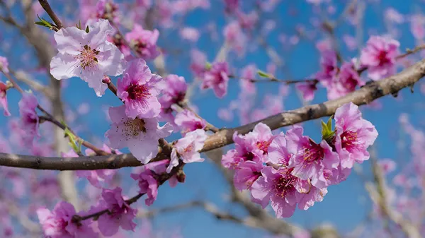 مشاعره ای «گل سنگ» به استقبال از نوروز در غزنی