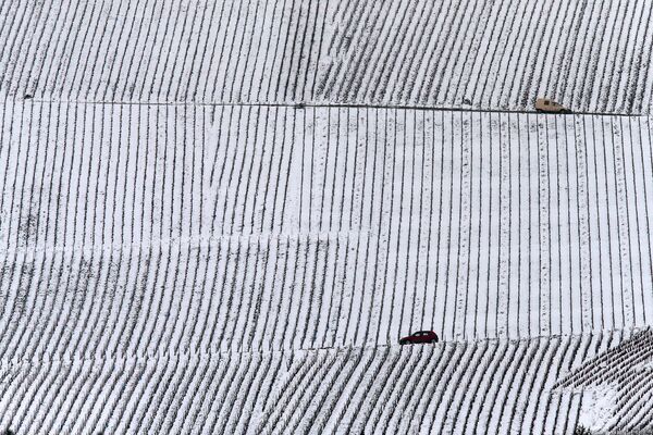 برف تاکهای انگور را پوشانیده است - فرانسه - اسپوتنیک افغانستان  