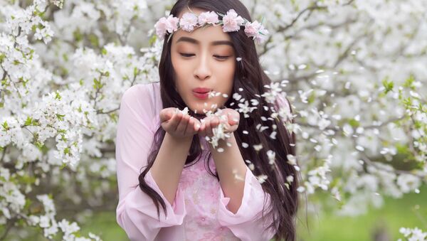 آغاز فصل شکوفه‌های گیلاس در چین+ویدیو - اسپوتنیک افغانستان  