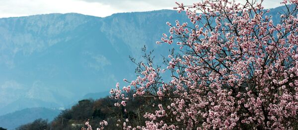 دومین جشنواره گل بادام در دایکندی برگزار شد - اسپوتنیک افغانستان  