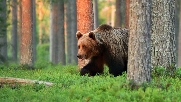 Бурый медведь в лесу - اسپوتنیک افغانستان  