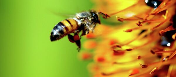 خودکفایی یک دختر جوان با زنبورداری در ولایت بلخ خودکفایی یک دختر جوان با زنبورداری در ولایت بلخ - اسپوتنیک افغانستان