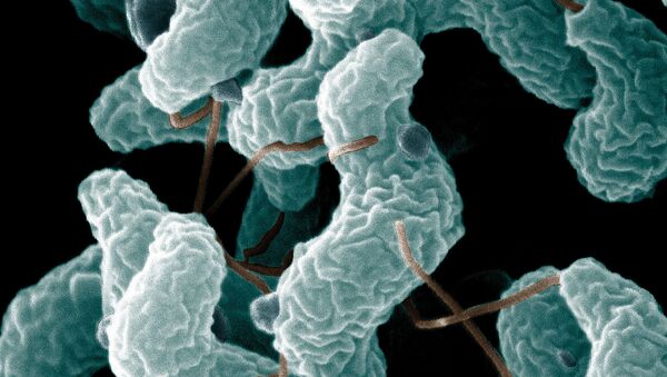 کشف باکتری‌هایی که باعث چاق‌شدن انسان می‌شوند - اسپوتنیک افغانستان  