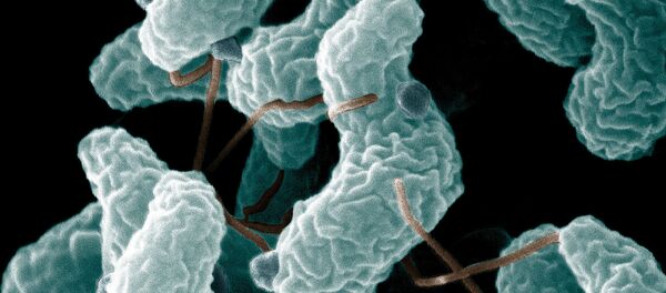 کشف باکتریهایی که باعث چاقشدن انسان میشوند کشف باکتریهایی که باعث چاقشدن انسان میشوند - اسپوتنیک افغانستان