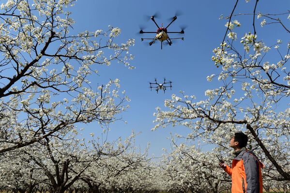 گرده افشانی درختان میوه توسط طیاره های بدون سرنشین – شهر کانگجو، چین - اسپوتنیک افغانستان  