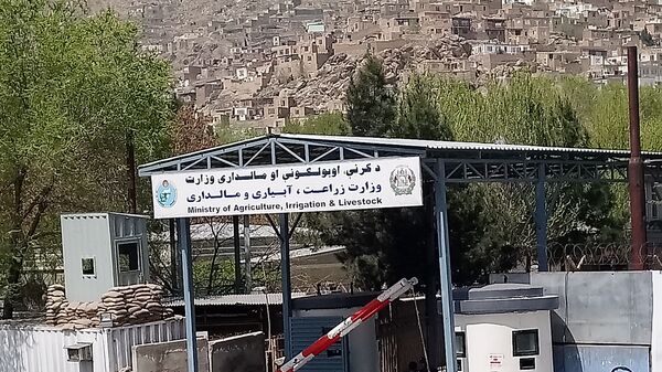 وزیر زراعت: در افغانستان 40 هزار خانواده در بخش زنبورداری کار می کنند - اسپوتنیک افغانستان  