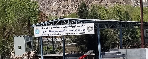 وزیر زراعت: در افغانستان 40 هزار خانواده در بخش زنبورداری کار می کنند وزیر زراعت: در افغانستان 40 هزار خانواده در بخش زنبورداری کار می کنند - اسپوتنیک افغانستان