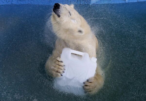 خرس سفید – کراسنویارسک، روسیه - اسپوتنیک افغانستان  