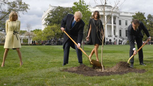 درختی که مکرون و ترامپ در کاخ سفید غرس کردند خشک شد - اسپوتنیک افغانستان  