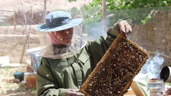 Афганская девушка сделала бизнес на разведении пчел - اسپوتنیک افغانستان  
