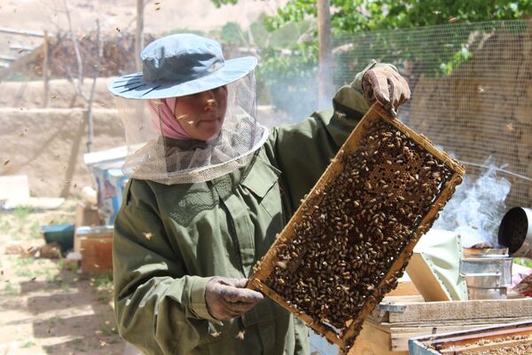 پیش از ایجاد فارم زنبورداری مشکلات زیادی داشتیم از جمله مشکلات اقتصادی فامیل. کشت و زراعت تنها منبع درآمد ما بود - اسپوتنیک افغانستان  