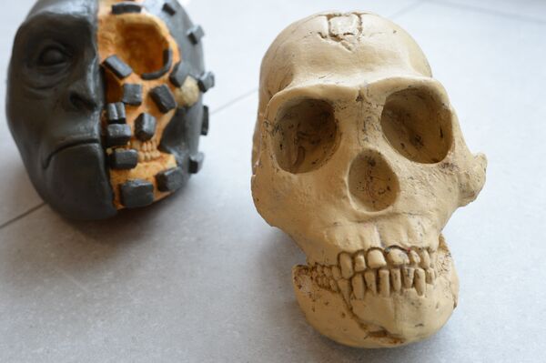 نمایش اسکلت بازآفرینی شده جمجه انسان اولیه - اسپوتنیک افغانستان  