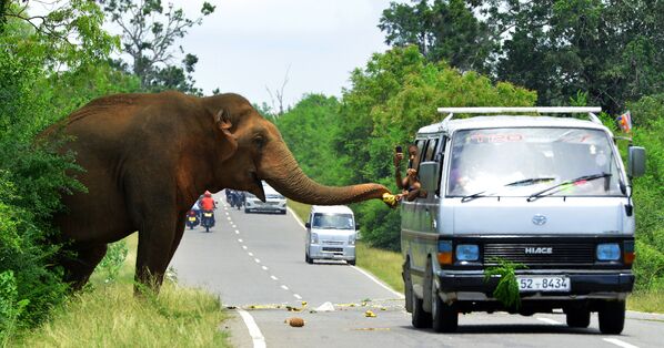 مسافران در جاده ای در سریلانکا در حال تعارف کردن موز به فیل - اسپوتنیک افغانستان  