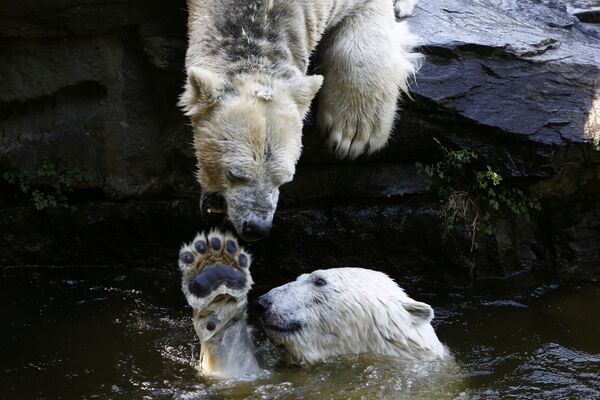خرس های قطبی در باغ وحش برلین، آلمان - اسپوتنیک افغانستان  