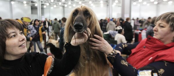 سگ تازی از افغانستان به قیمت 39000 دالر سگ تازی از افغانستان به قیمت 39000 دالر - اسپوتنیک افغانستان