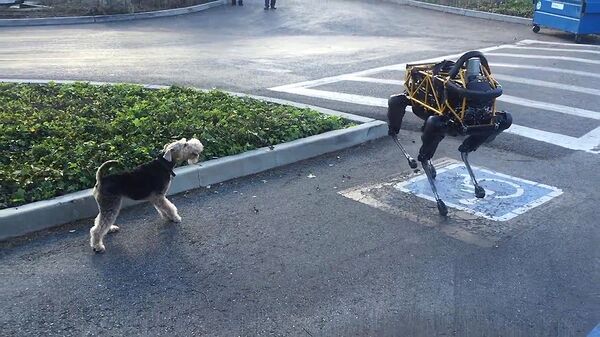 برخورد سگ - ربات چهارپا و سگ واقعی - اسپوتنیک افغانستان  