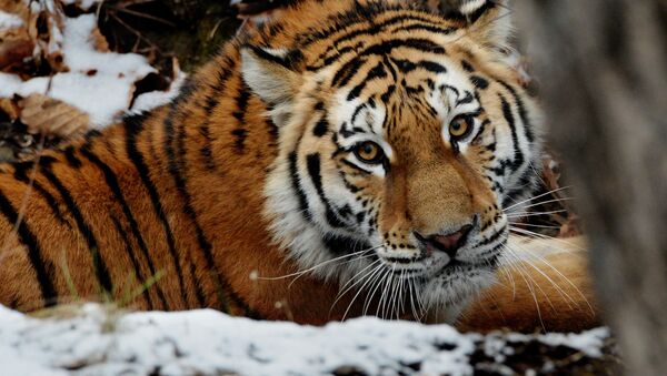 Амурские тигры в Приморском сафари-парке - اسپوتنیک افغانستان  