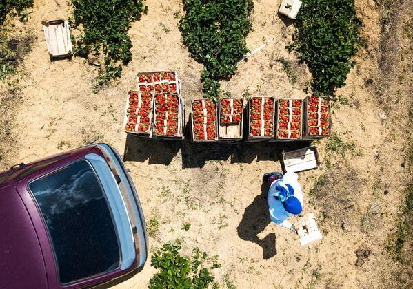 حاصلات توت زمینی – منطقه کراسنودار، روسیه - اسپوتنیک افغانستان  