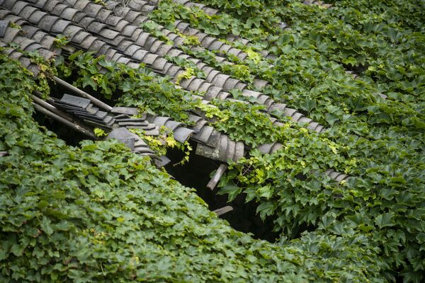 سقف خانه‌های سبز در روستای متروکه در شرق چین - اسپوتنیک افغانستان  