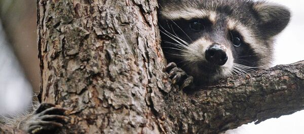 حیوانی که ستاره توییتر شد + ویدیو حیوانی که ستاره توییتر شد + ویدیو - اسپوتنیک افغانستان