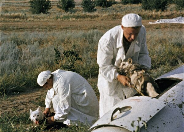 پزشکان شوروی پس از پایان پرواز، بلکا و استرلکا را از سفینه بیرون می آورند - اسپوتنیک افغانستان  