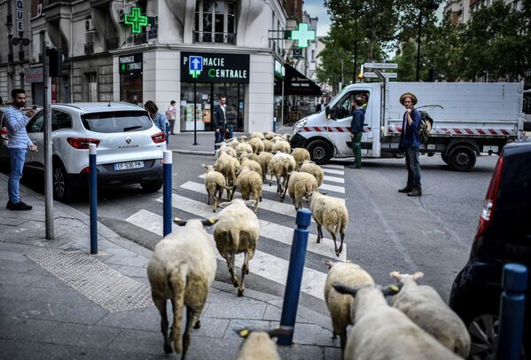 دهقانی با گله گوسفند – حومه پاریس، فرانسه - اسپوتنیک افغانستان  