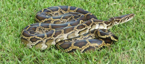 مار پیتون در اندونزیا یک زن را بلعید مار پیتون در اندونزیا یک زن را بلعید - اسپوتنیک افغانستان