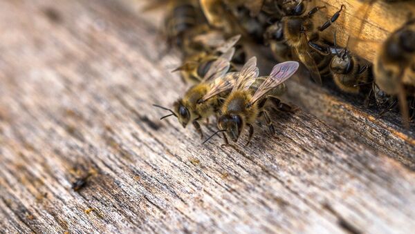 فاجعه جهانی؛ دانشمندان از احتمال نابودی جمعی زنبورها خبر می‌دهند - اسپوتنیک افغانستان  