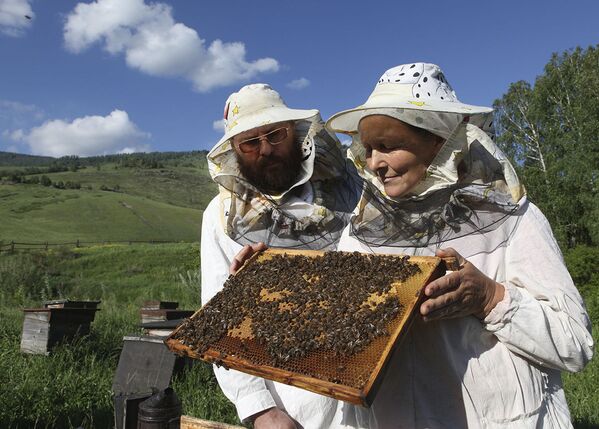 زنبورداران در حال بررسی و پرورش زنبور ها در قزاقستان - اسپوتنیک افغانستان  