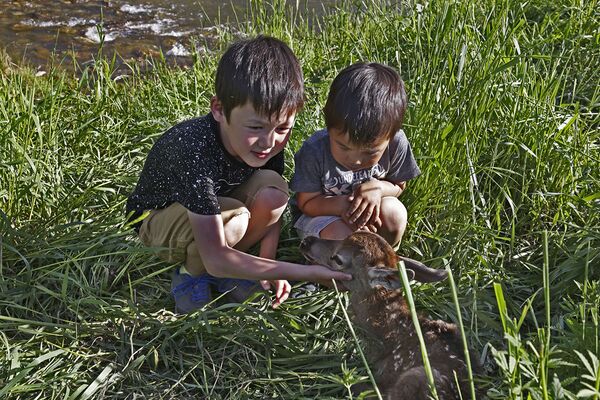 کودکان در حال بازی کردن با توله مارا در قزاقستان - اسپوتنیک افغانستان  