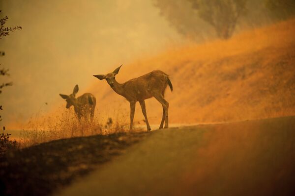 آهوها در جریان آتش‌سوزی جنگل در کالیفرنیا. - اسپوتنیک افغانستان  