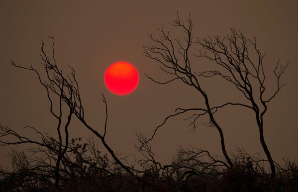 آفتاب در آسمان جنگل سوخته در جریان آتش‌سوزی جنگل در کالیفرنیا. - اسپوتنیک افغانستان  