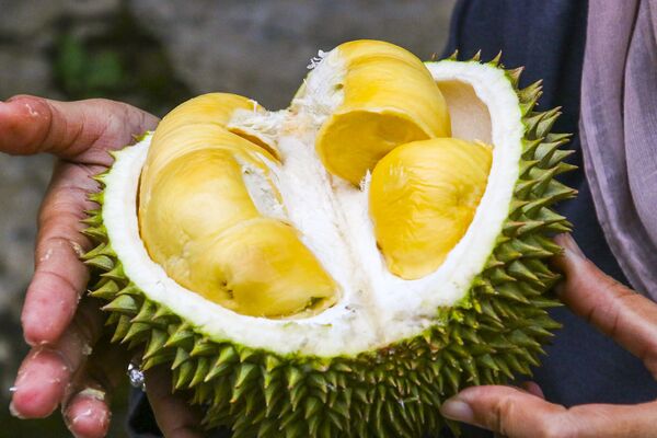 میوه دوریان - اسپوتنیک افغانستان  