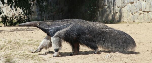 مورچه خوار - اسپوتنیک افغانستان  