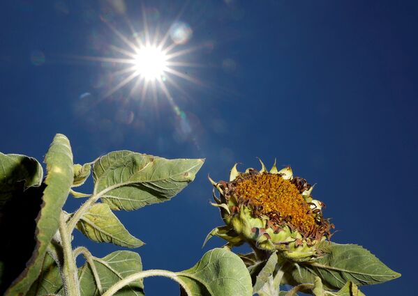 گل آفتاب‌پرست خشک شده – شهر برودین، آلمان - اسپوتنیک افغانستان  
