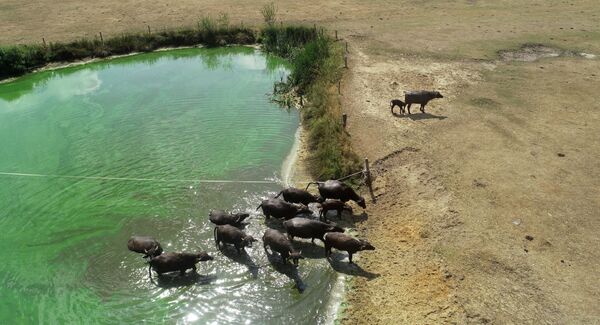 حیوانات در حال بیرون شدن از آب – هالند - اسپوتنیک افغانستان  