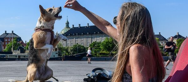 سگ وفادار صاحب اش را از مرگ نجات داد سگ وفادار صاحب اش را از مرگ نجات داد - اسپوتنیک افغانستان