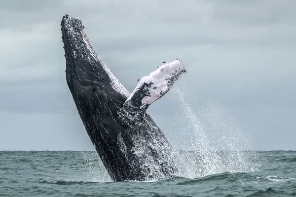 نهنگ بزرگ در آبهای کلمبیا - اسپوتنیک افغانستان  