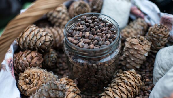 علاقمندی چین به بازار زعفران و جلغوزه افغانستان - اسپوتنیک افغانستان  