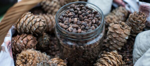 علاقمندی چین به بازار زعفران و جلغوزه افغانستان - اسپوتنیک افغانستان  