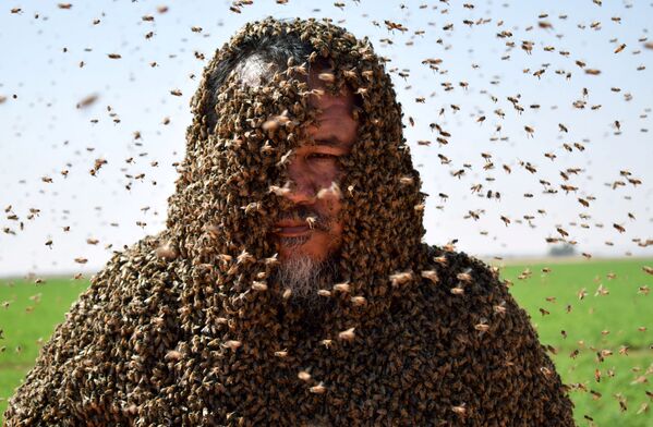 مردی پوشیده از زنبور – عربستان سعودی - اسپوتنیک افغانستان  