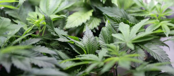 ماریجوانا و چرس از فهرست سیاه مواد مخدر سازمان ملل خارج شد ماریجوانا و چرس از فهرست سیاه مواد مخدر سازمان ملل خارج شد - اسپوتنیک افغانستان