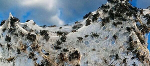 ساحل عنکبوتی در یونان + ویدیو ساحل عنکبوتی در یونان + ویدیو - اسپوتنیک افغانستان