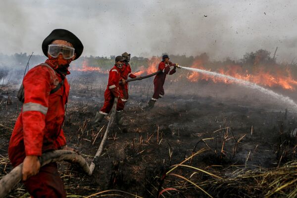 آتش نشانان در حال خاموش کردن آتش - اندونزیا - اسپوتنیک افغانستان  