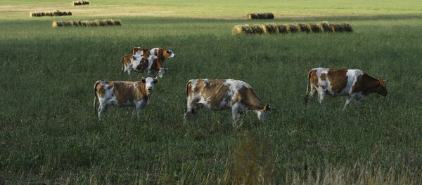 پیش بینی کمبود مواد غذایی برای جهان پیش بینی کمبود مواد غذایی برای جهان - اسپوتنیک افغانستان