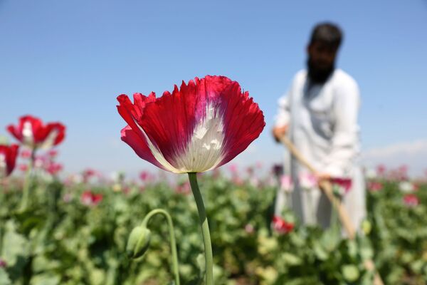 کابل تاکتیک خود را تغییر میدهد کابل تاکتیک خود را تغییر میدهد - اسپوتنیک افغانستان
